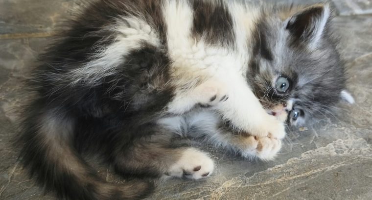 Vagány Exotic Shorthair kisfiú 🩵