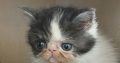 Bájos Exotic Shorthair kisfiú 🤍