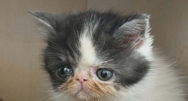 Bájos Exotic Shorthair kisfiú 🤍