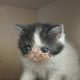 Bájos Exotic Shorthair kisfiú 🤍
