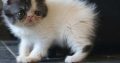 Bájos Exotic Shorthair kisfiú 🤍