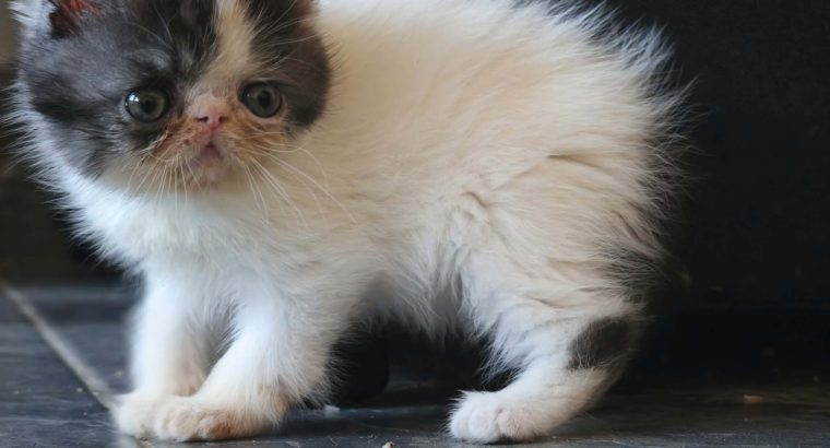 Bájos Exotic Shorthair kisfiú 🤍