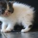 Bájos Exotic Shorthair kisfiú 🤍