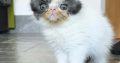 Bájos Exotic Shorthair kisfiú 🤍