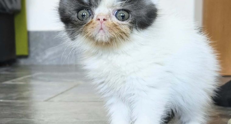Bájos Exotic Shorthair kisfiú 🤍