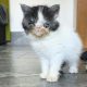 Bájos Exotic Shorthair kisfiú 🤍