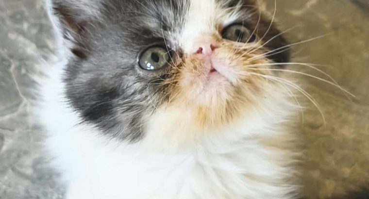 Bájos Exotic Shorthair kisfiú 🤍
