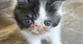 Bájos Exotic Shorthair kisfiú 🤍