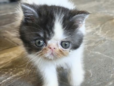 Bájos Exotic Shorthair kisfiú 🤍