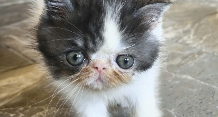 Bájos Exotic Shorthair kisfiú 🤍
