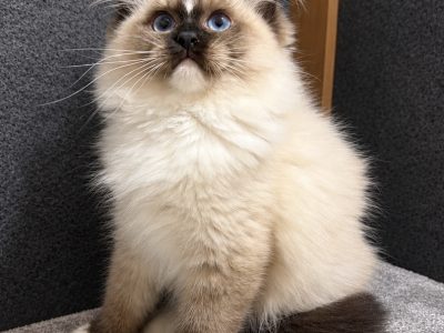 Ragdoll kandĂșr