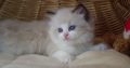 💖”Ares” Ragdoll Boy!💖😇😍💖