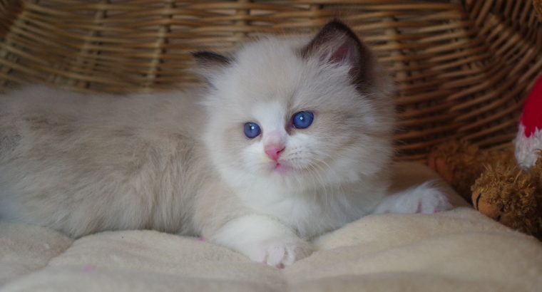💖”Ares” Ragdoll Boy!💖😇😍💖