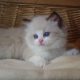 💖”Ares” Ragdoll Boy!💖😇😍💖