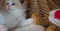 💖”Ares” Ragdoll Boy!💖😇😍💖