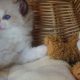 💖”Ares” Ragdoll Boy!💖😇😍💖