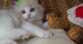 💖”Ares” Ragdoll Boy!💖😇😍💖