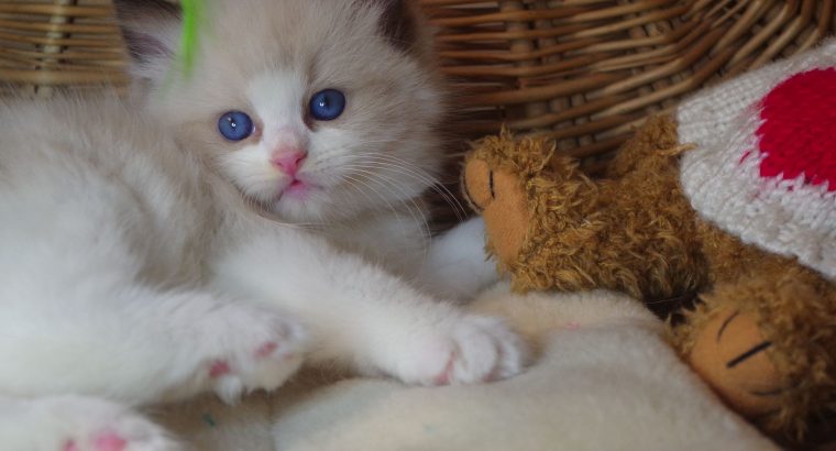 💖”Ares” Ragdoll Boy!💖😇😍💖