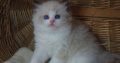 💖”Ares” Ragdoll Boy!💖😇😍💖