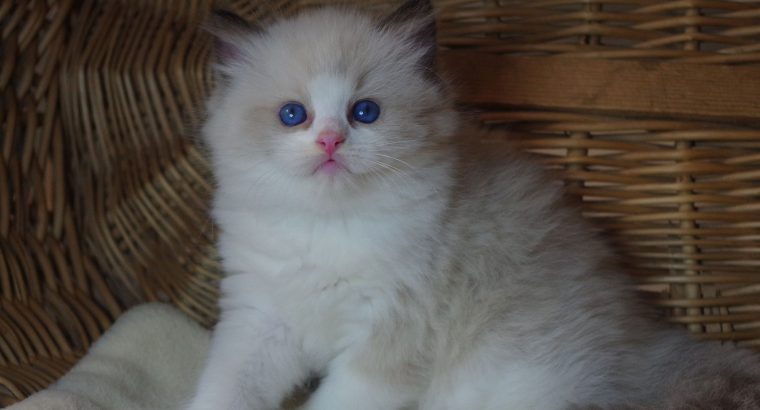 💖”Ares” Ragdoll Boy!💖😇😍💖