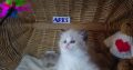 💖”Ares” Ragdoll Boy!💖😇😍💖