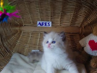 💖”Ares” Ragdoll Boy!💖😇😍💖