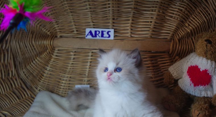 💖”Ares” Ragdoll Boy!💖😇😍💖
