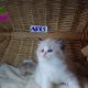 💖”Ares” Ragdoll Boy!💖😇😍💖