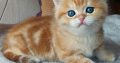 Arany fekete tabby kisfiú