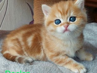 Arany fekete tabby kisfiú