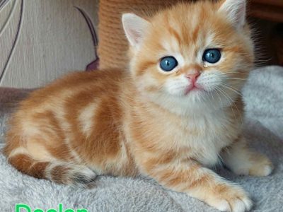 Arany fekete tabby kisfiú