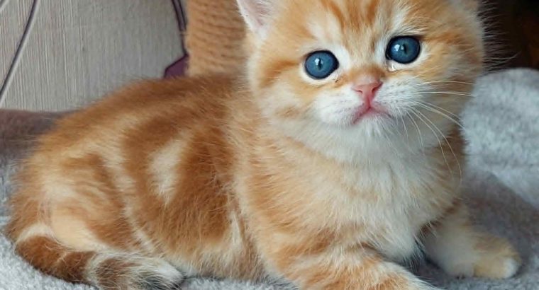 Arany fekete tabby kisfiú