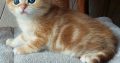 Arany fekete tabby kisfiú
