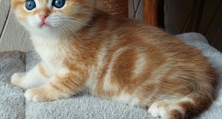 Arany fekete tabby kisfiú