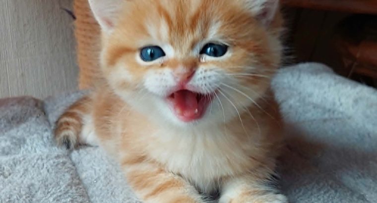 Arany fekete tabby kisfiú