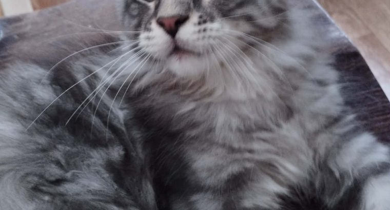 Dodi