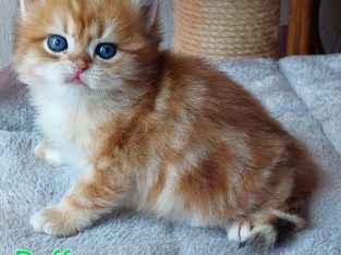 Fekete arany tabby kisfiú hsz