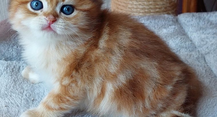 Fekete arany tabby kisfiú hsz