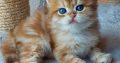 Fekete arany tabby kisfiú hsz