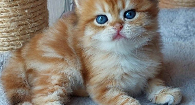 Fekete arany tabby kisfiú hsz