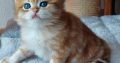 Fekete arany tabby kisfiú hsz