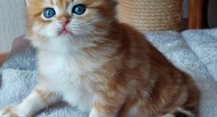 Fekete arany tabby kisfiú hsz