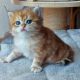 Fekete arany tabby kisfiú hsz