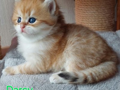 Fekete arany pöttyös kisfiú hsz