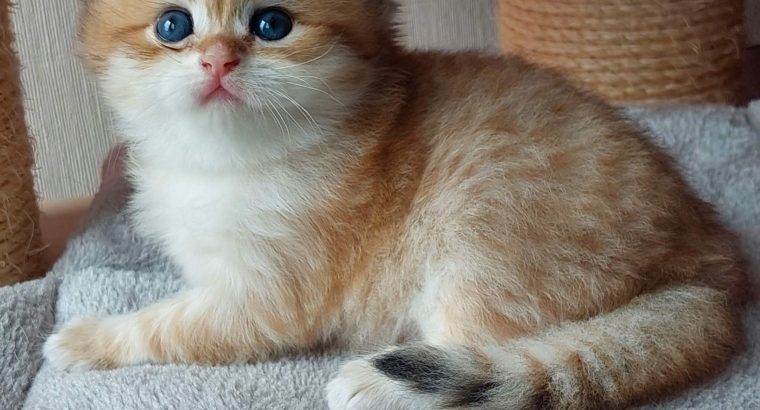 Fekete arany pöttyös kisfiú hsz