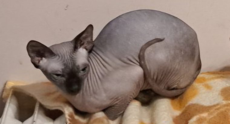 Sessy – seal mink nőstény cica