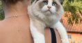 Ragdoll kandúr