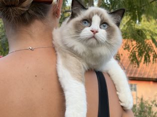 Ragdoll kandúr