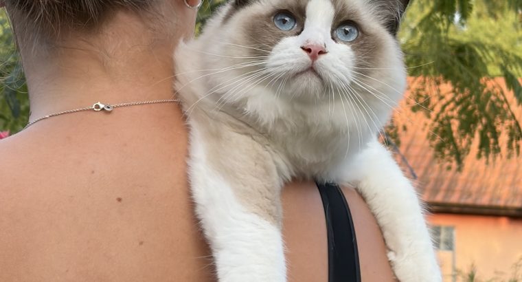 Ragdoll kandúr