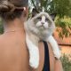 Ragdoll kandúr